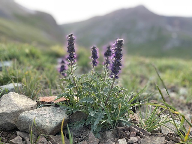 Unlimited Season Passes